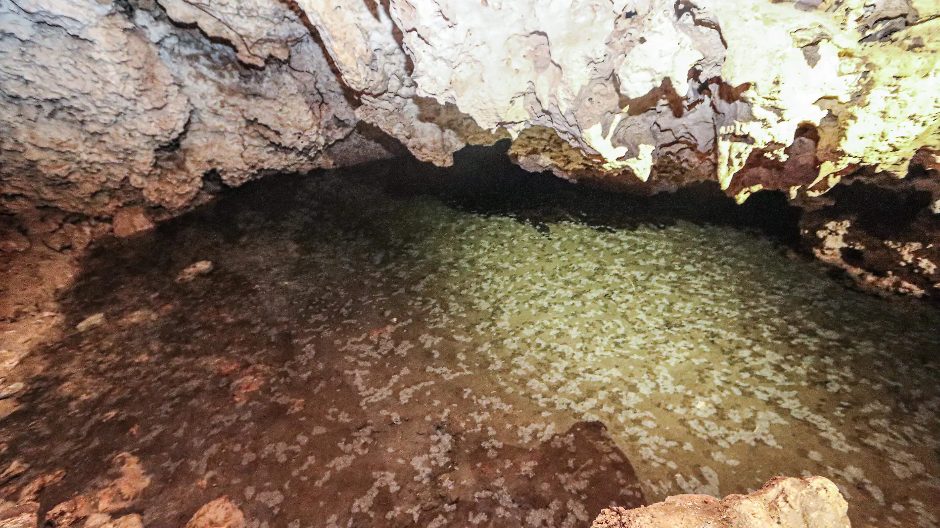 Cuevas-Abajo-Debajo Del Trazo del Tren Maya-Piso Hueco-Maquinaria-Cenotes-Agua (29)